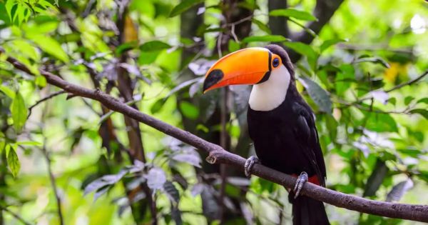 No momento, você está visualizando O Brasil define novas metas de biodiversidade para o período 2025-2030-MERCOPRESS