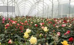 Leia mais sobre o artigo As exportações de flores do Equador atingiram US $ 1 bilhão em marco, impulsionado pelo comércio e logística