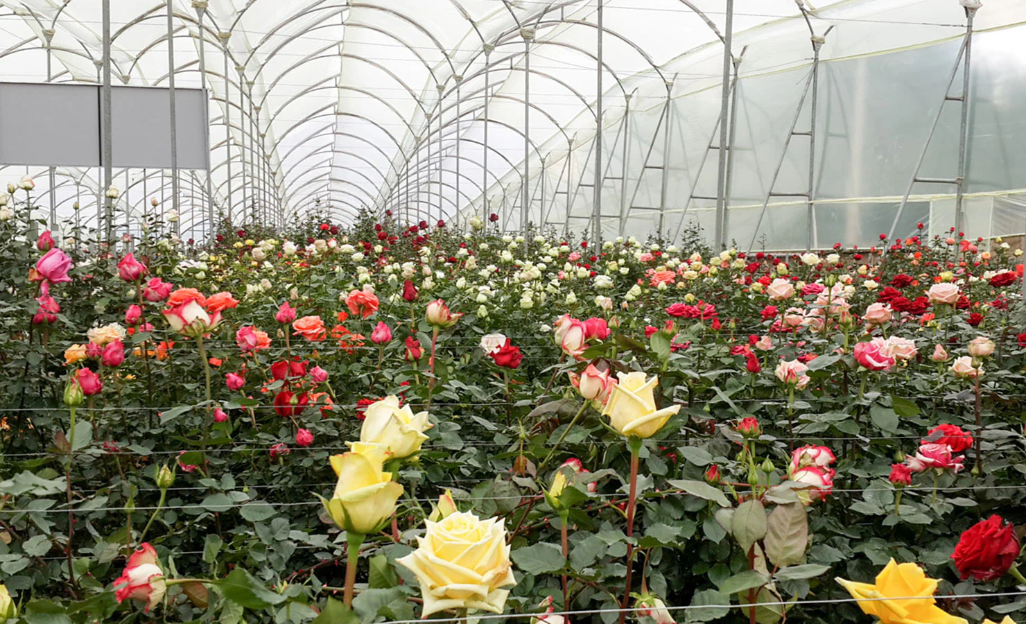 No momento, você está visualizando As exportações de flores do Equador atingiram US $ 1 bilhão em marco, impulsionado pelo comércio e logística