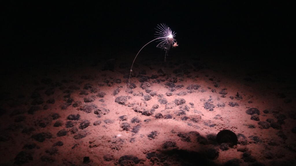 No momento, você está visualizando Os interesses de mineração do Pacific Deep-Sea revelam espécies raras e uma disputa para nomeá-las