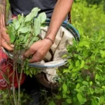 A Colômbia lidera o esforço de tri-nação para legitimar a folha de coca na ONU