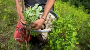 Leia mais sobre o artigo A Colômbia lidera o esforço de tri-nação para legitimar a folha de coca na ONU