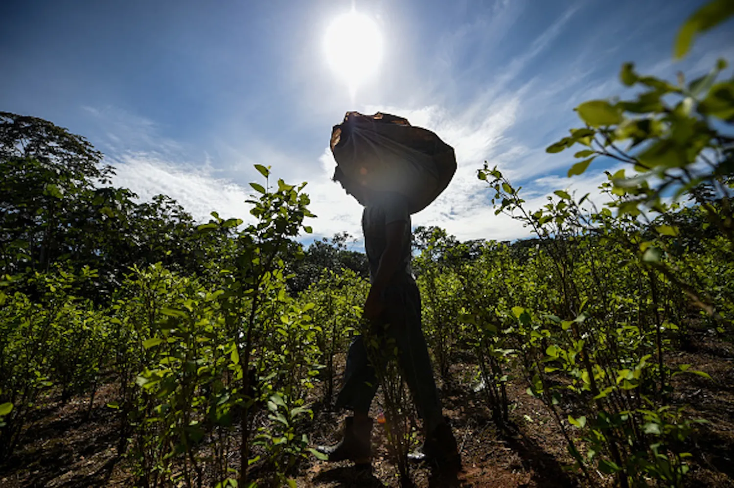 No momento, você está visualizando Plano de substituição de culturas de coca da Colômbia para custar US $ 60 bilhões