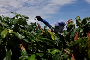 Leia mais sobre o artigo Brasil Bahia hospeda o maior projeto da fazenda de cacau do mundo